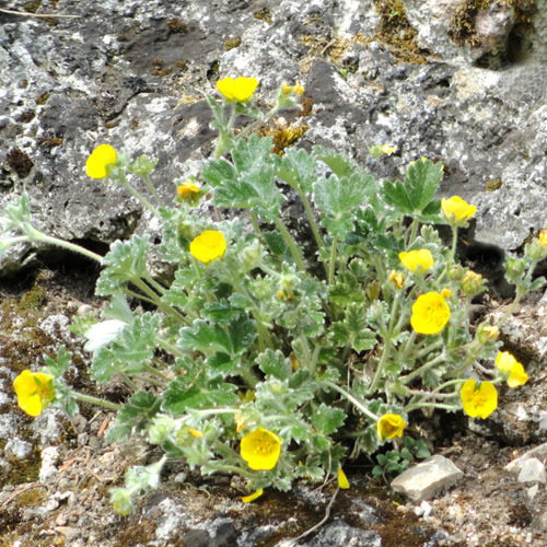 Potentilla Pulvinaris