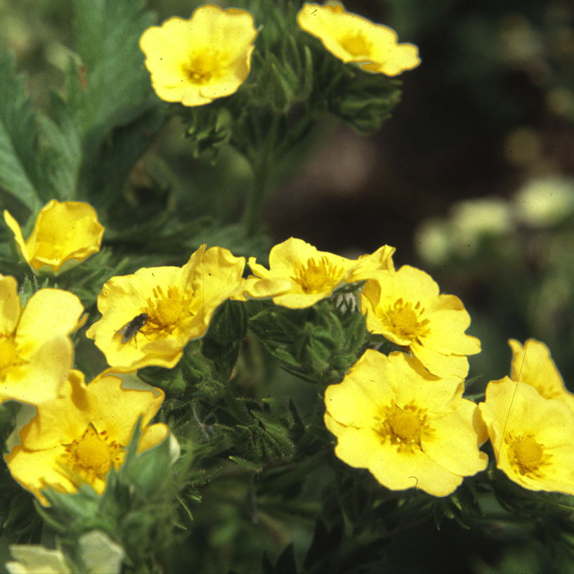 Potentilla Recta Sulphurea Warrenii