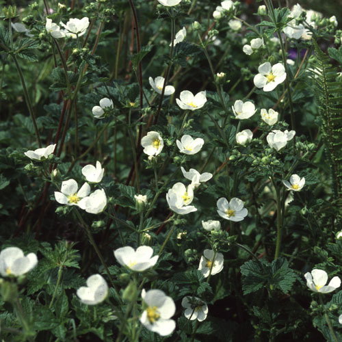 Potentilla Rupestris