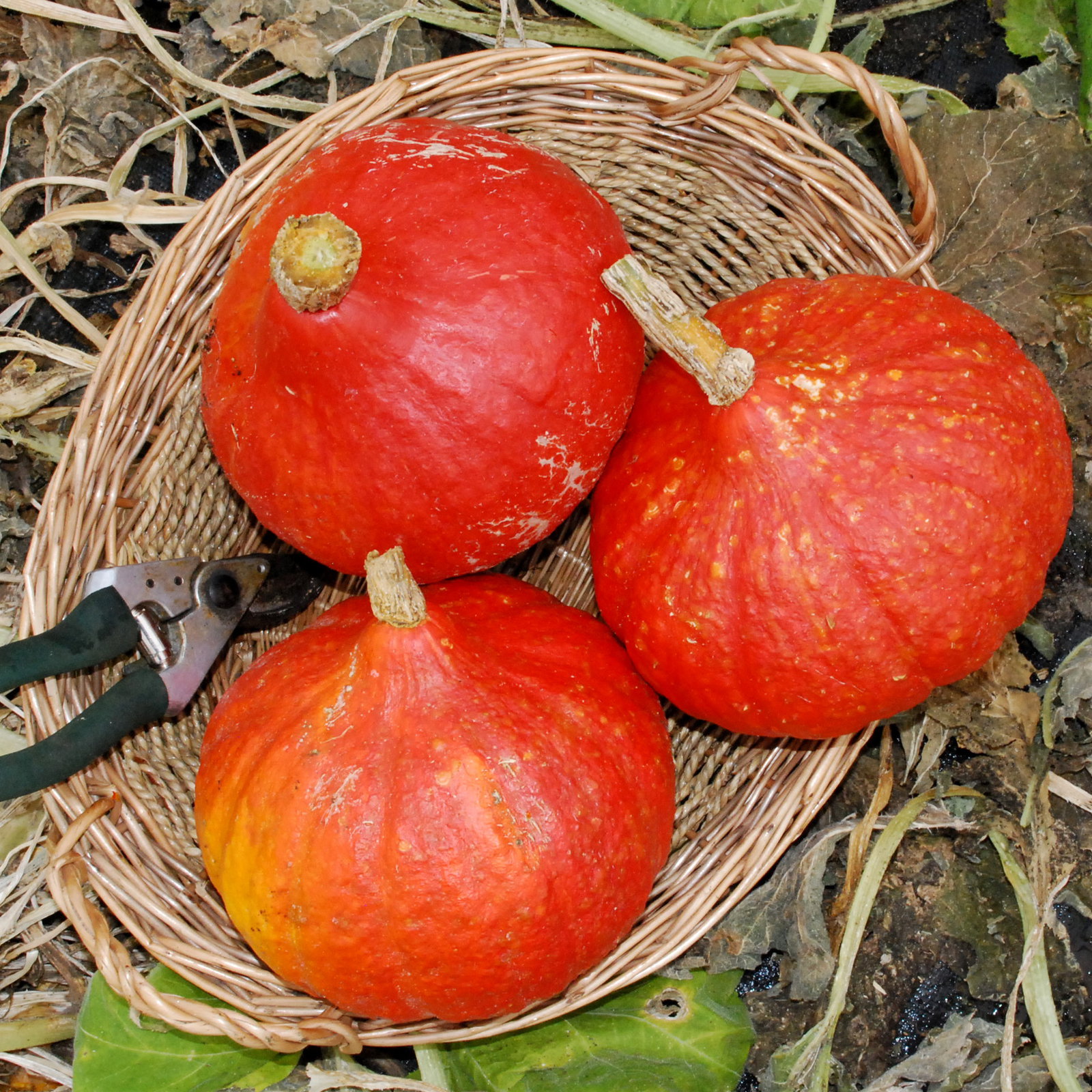 Potimarron