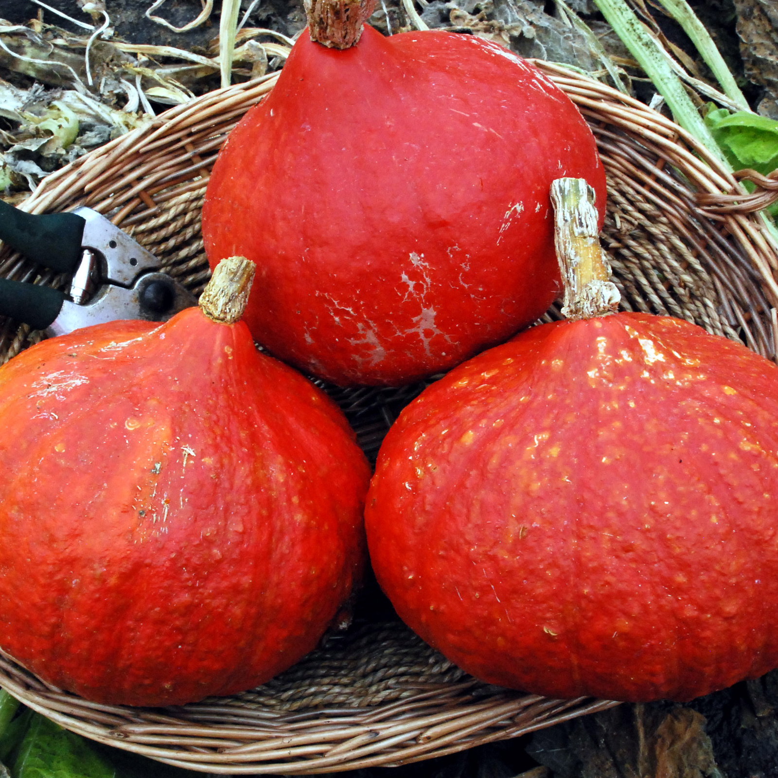 Potimarron