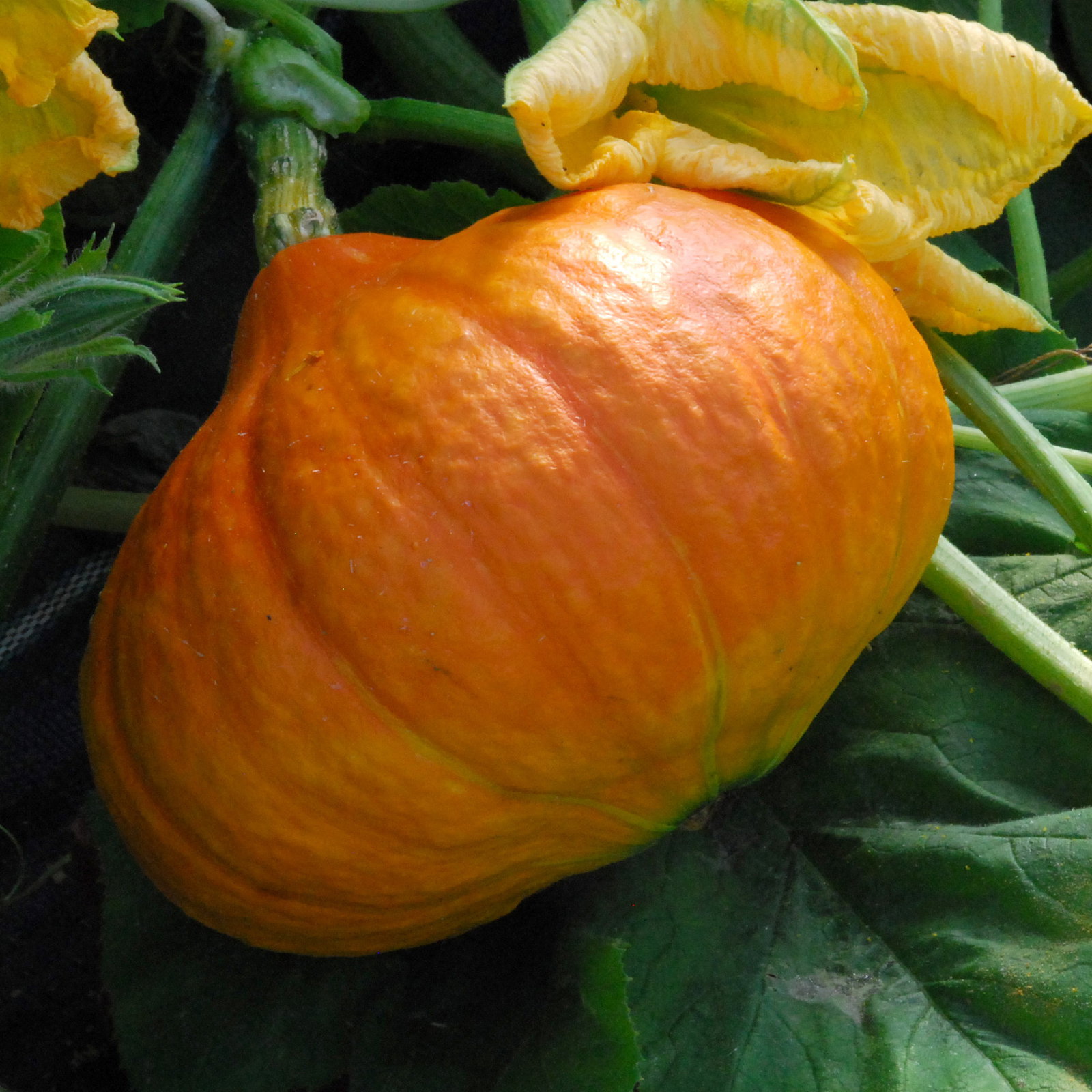 Potimarronwintersquash