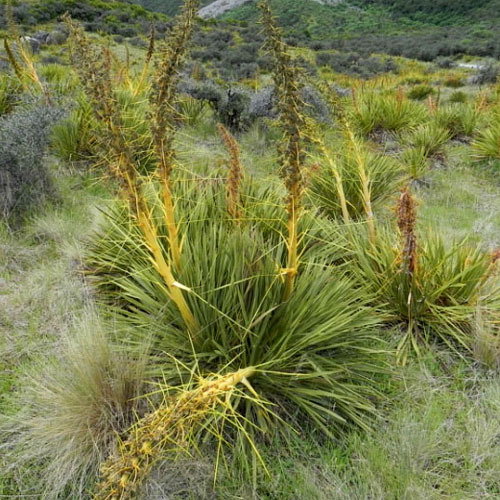 Aciphylla Aurea