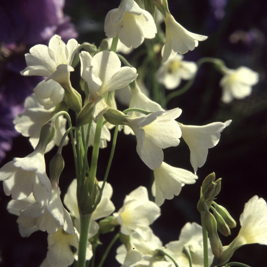 Primula Alpicola Alba