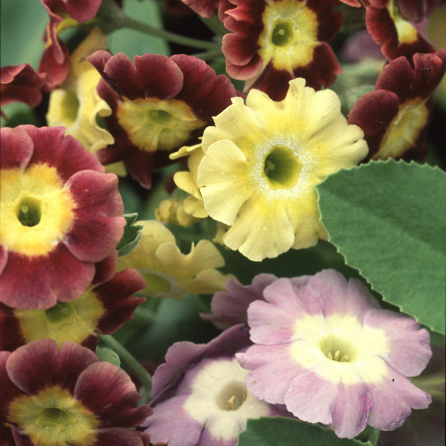 Primula Auricula Mixed