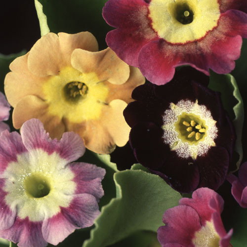 Primula Primula Auricula Cottage Garden Mixed