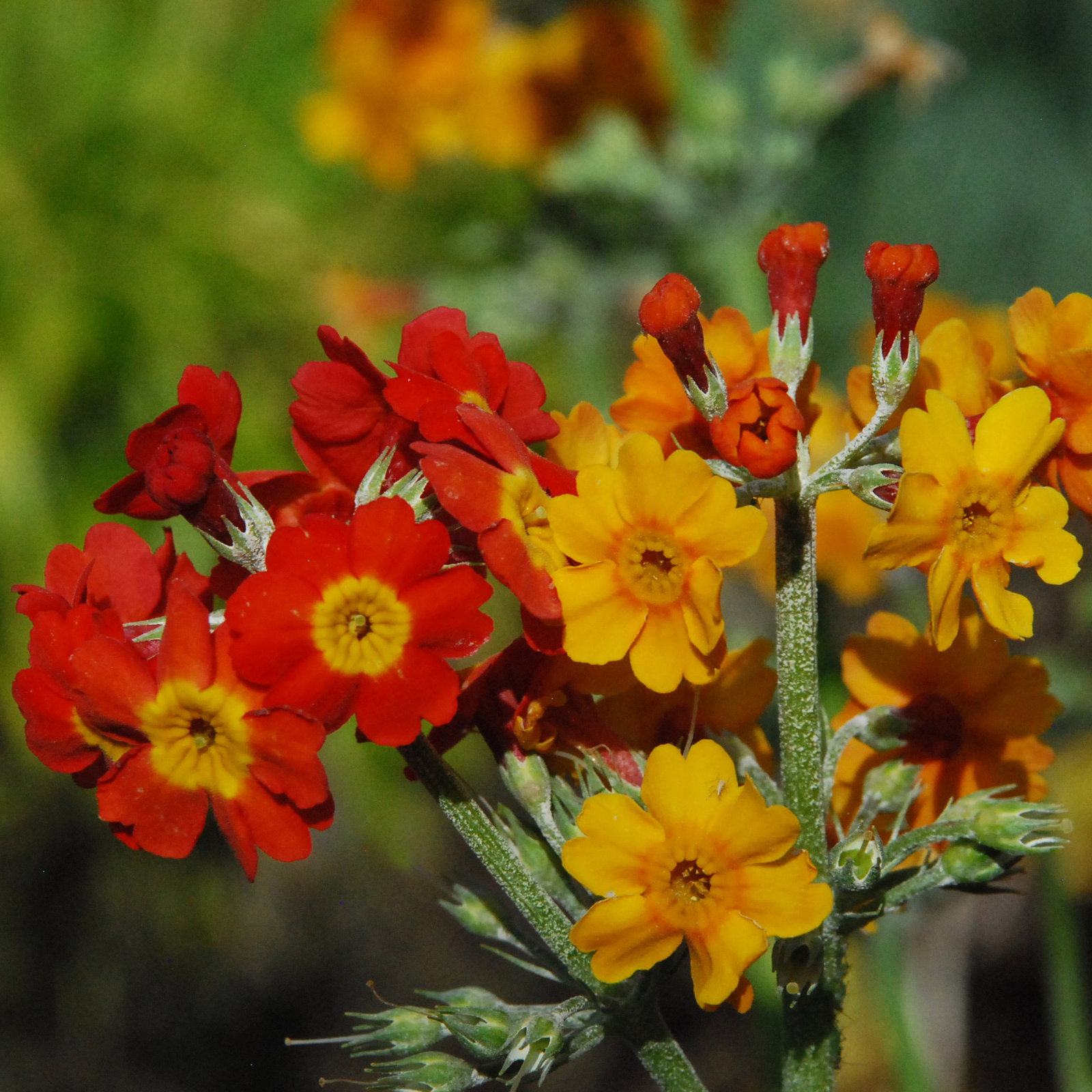 Primula Bulleyana Close Up