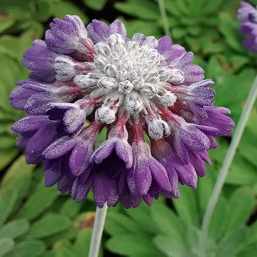 Primula Capitata