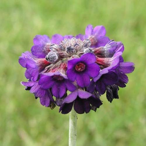 Primula Capitata2
