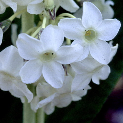 Primula Chionantha