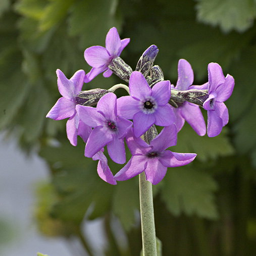 Primula Chionantha Sinopurpurea