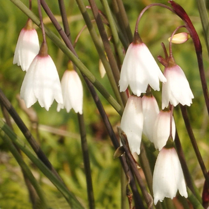 Acis Autumnalis