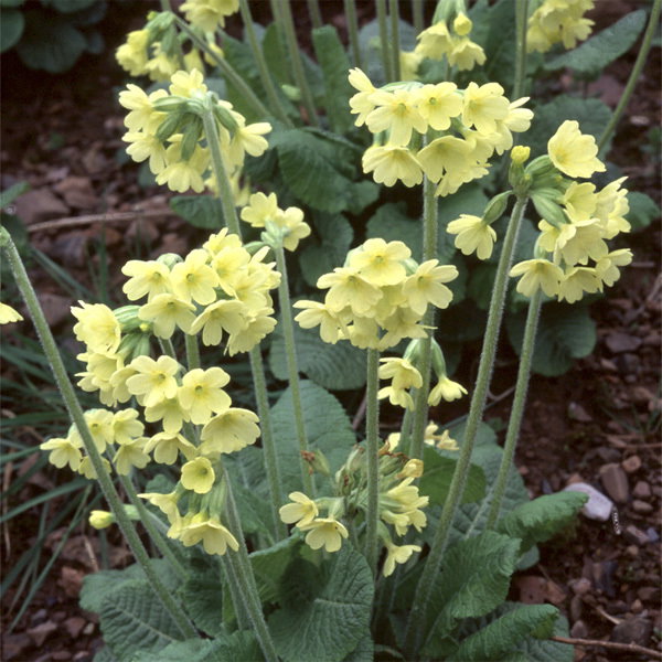 Primula Elatior