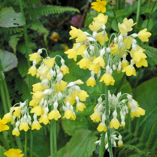 Primula Florindae