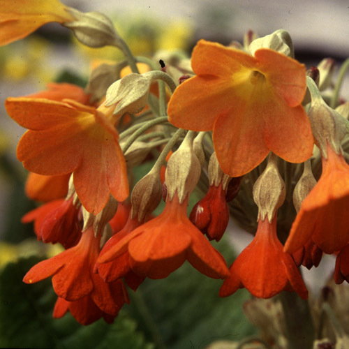 Primula Florindae Orange1