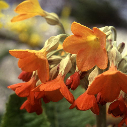 Primula Florindae Orange