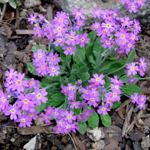 Primula Frondosa