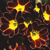 Primula Gold Laced Reds