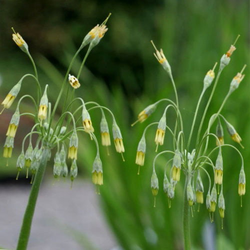 Primula Grandis