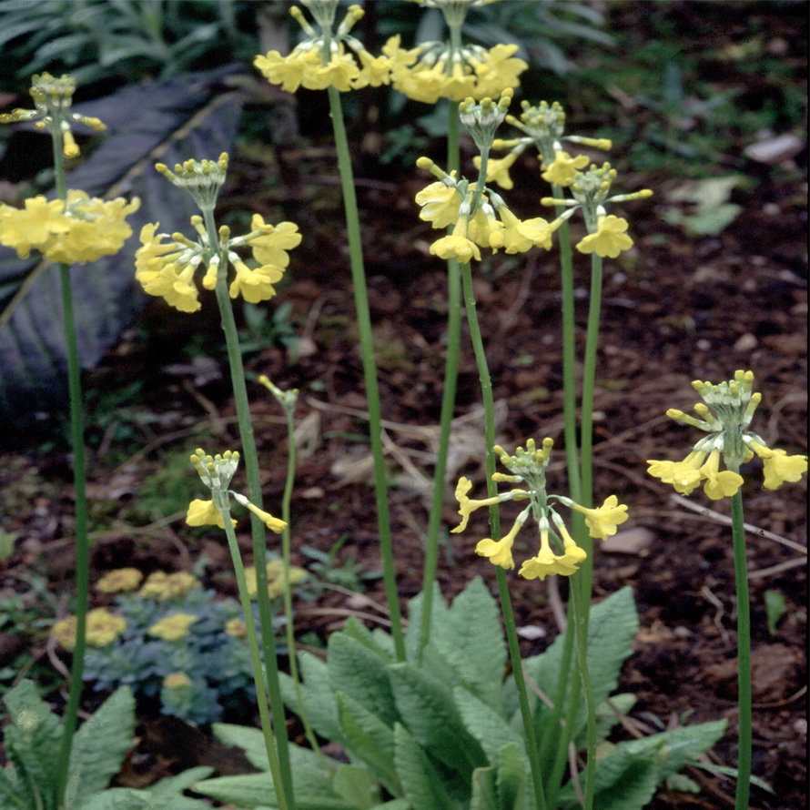 Primula Helodoxa