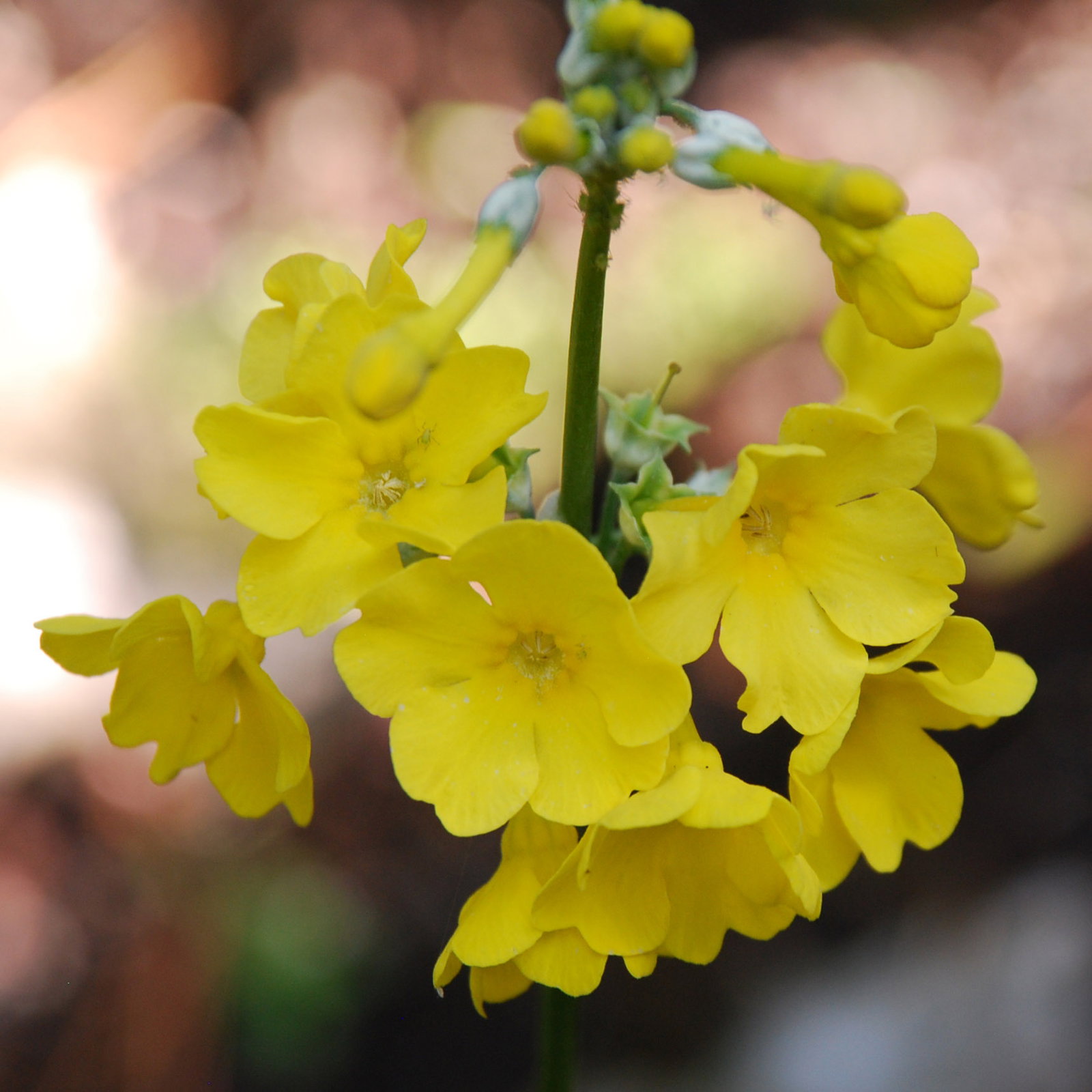 Primula Helodoxa
