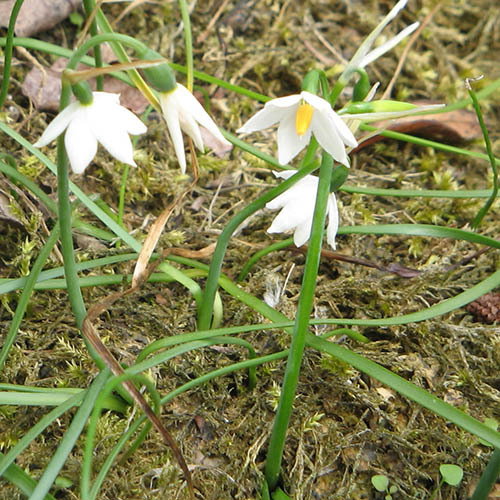Acis Nicaeensis