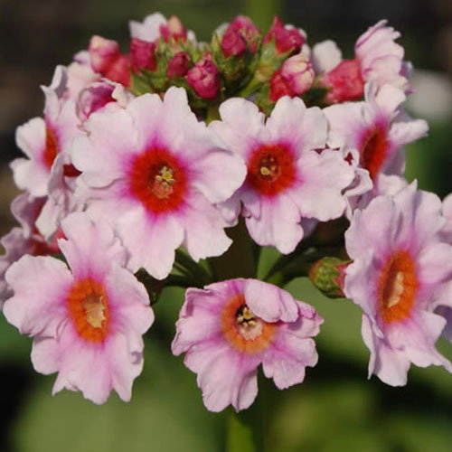 Primula Japonica Apple Blossom