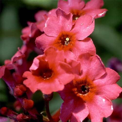 Primula Japonica Millar S Crimson