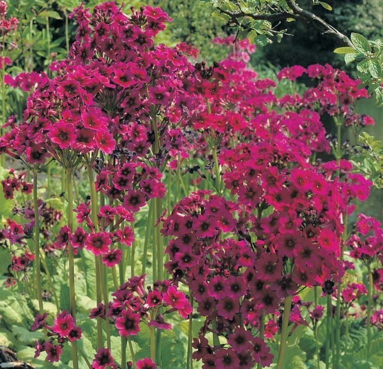 Primula Millers Crimson