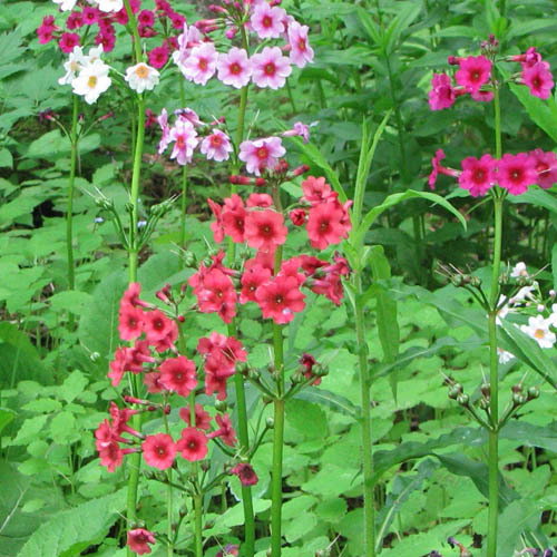 Primula Japonica Mix