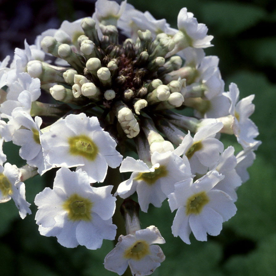 Primula Japonica Postford White