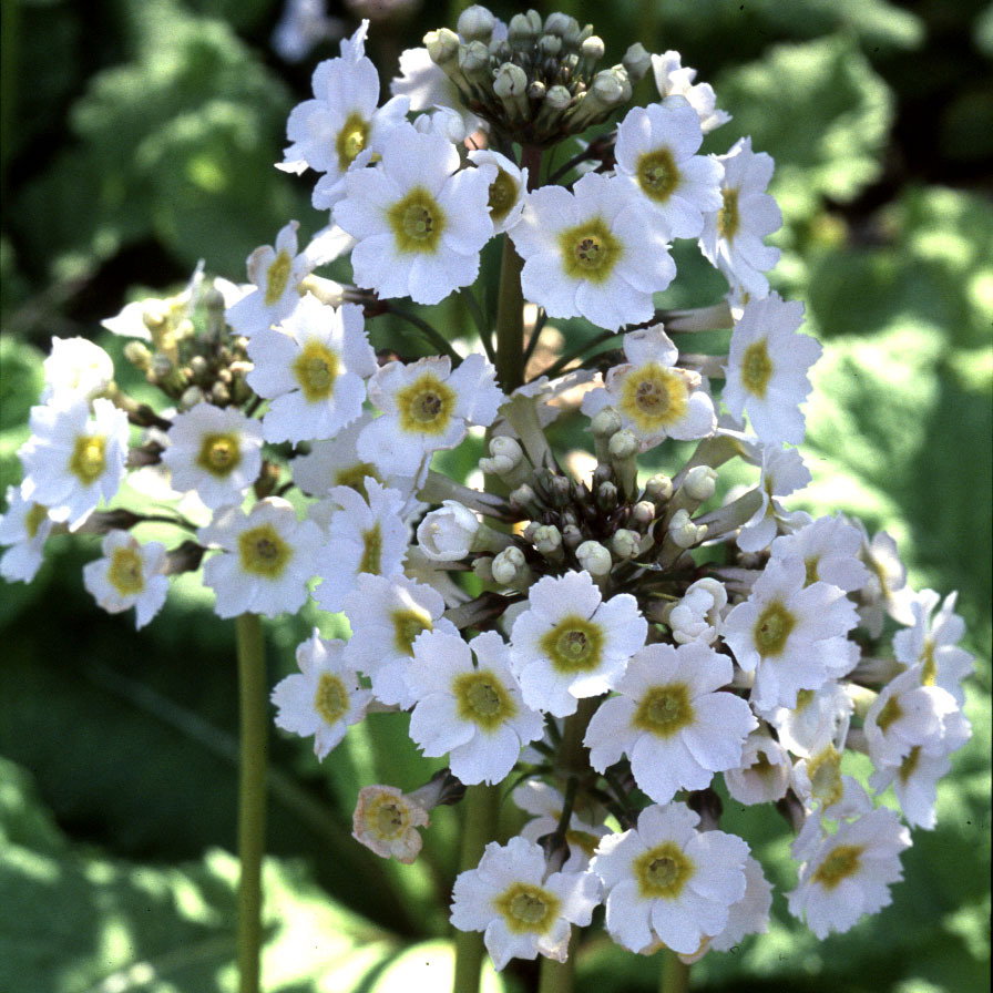 Primula Japonica Postford White