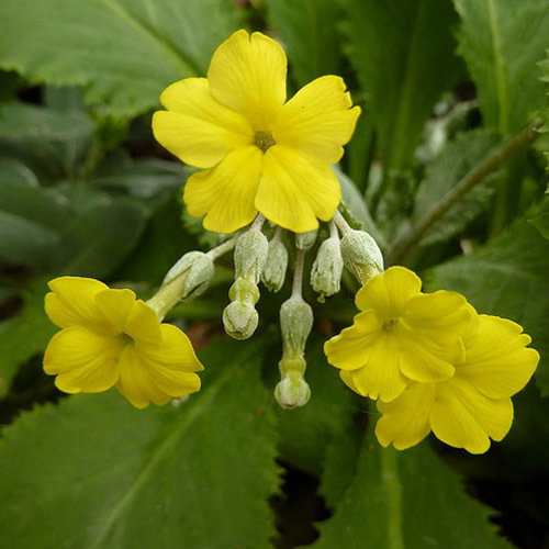 Primula Kewensis