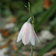 Acis Roseum