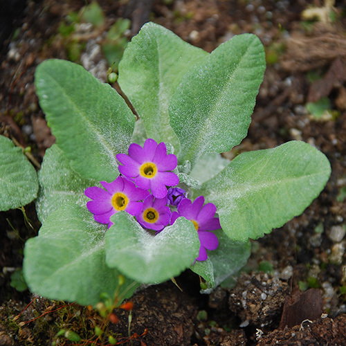 Primula Laurentiana