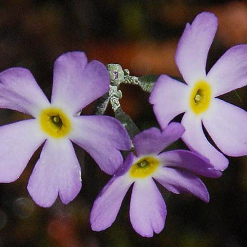 Primula Mistassinaca