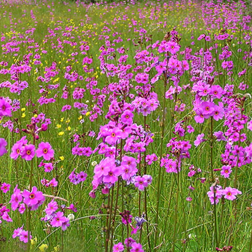 Primula Poissonii