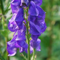 Aconitum Carmichaelii