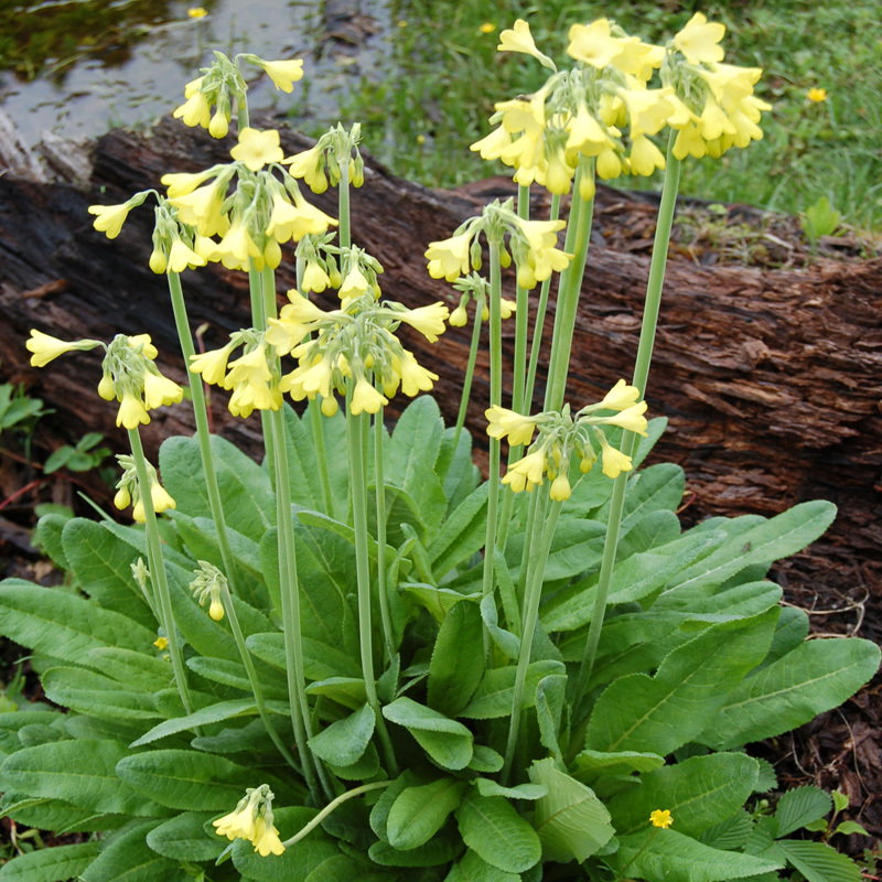 Primula Sikkimensis
