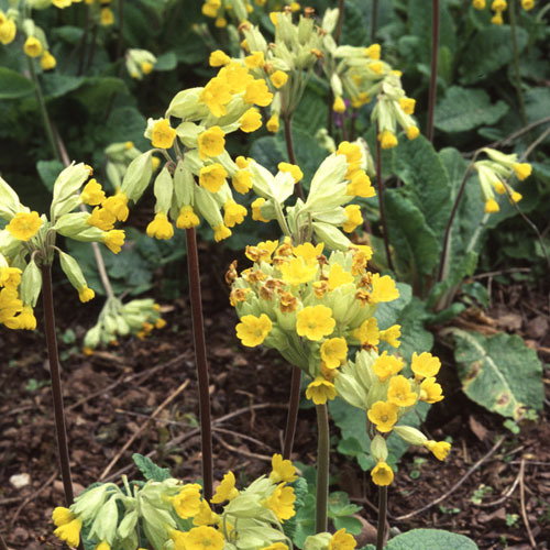 Primula Veris