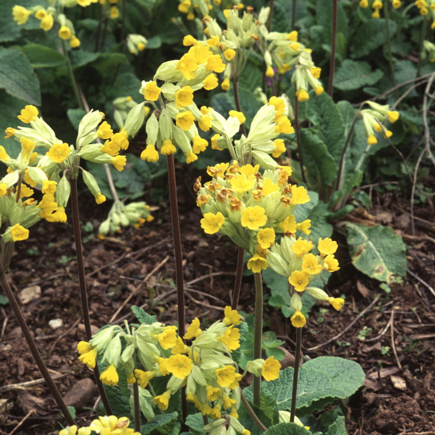Cowslip