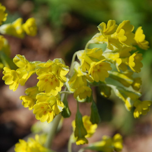 Primula Veris Hose In Hose