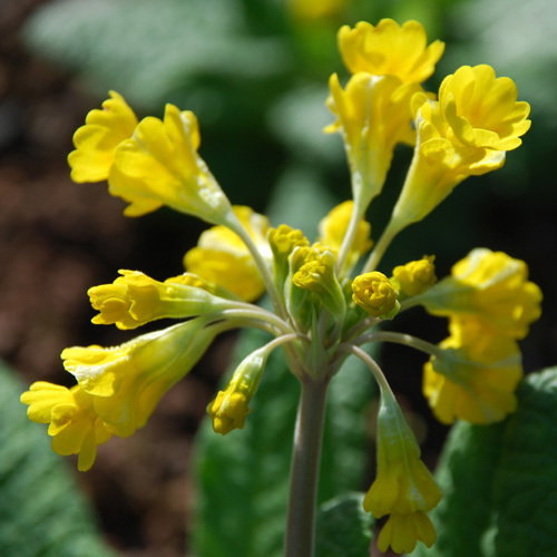 Primula Veris Hose In Hose