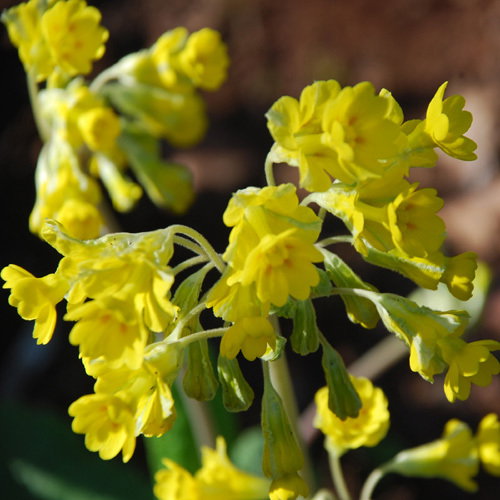 Primula Veris Hose In Hose