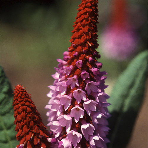 Primula Vialii