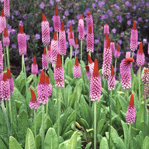 Primula Vialii 1A