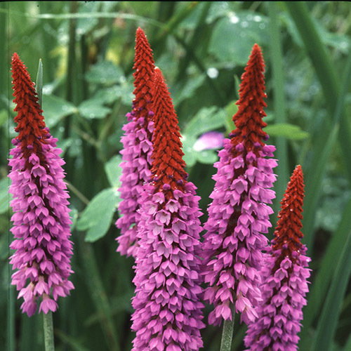 Primula Vialii