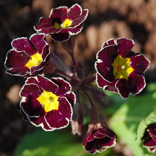 Primula Victorian Silver Lace