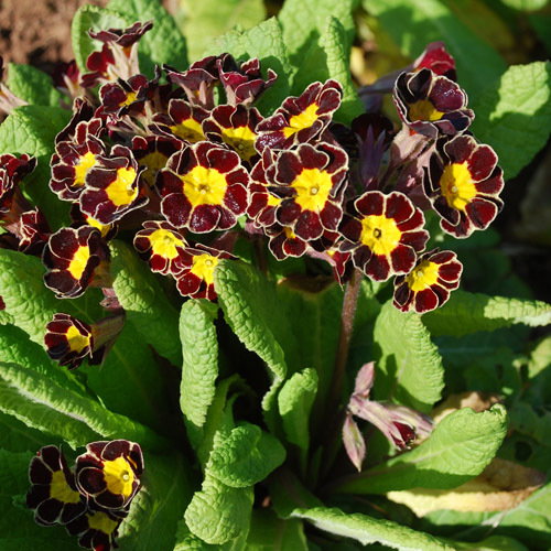 Primula Victorian Silver Lace