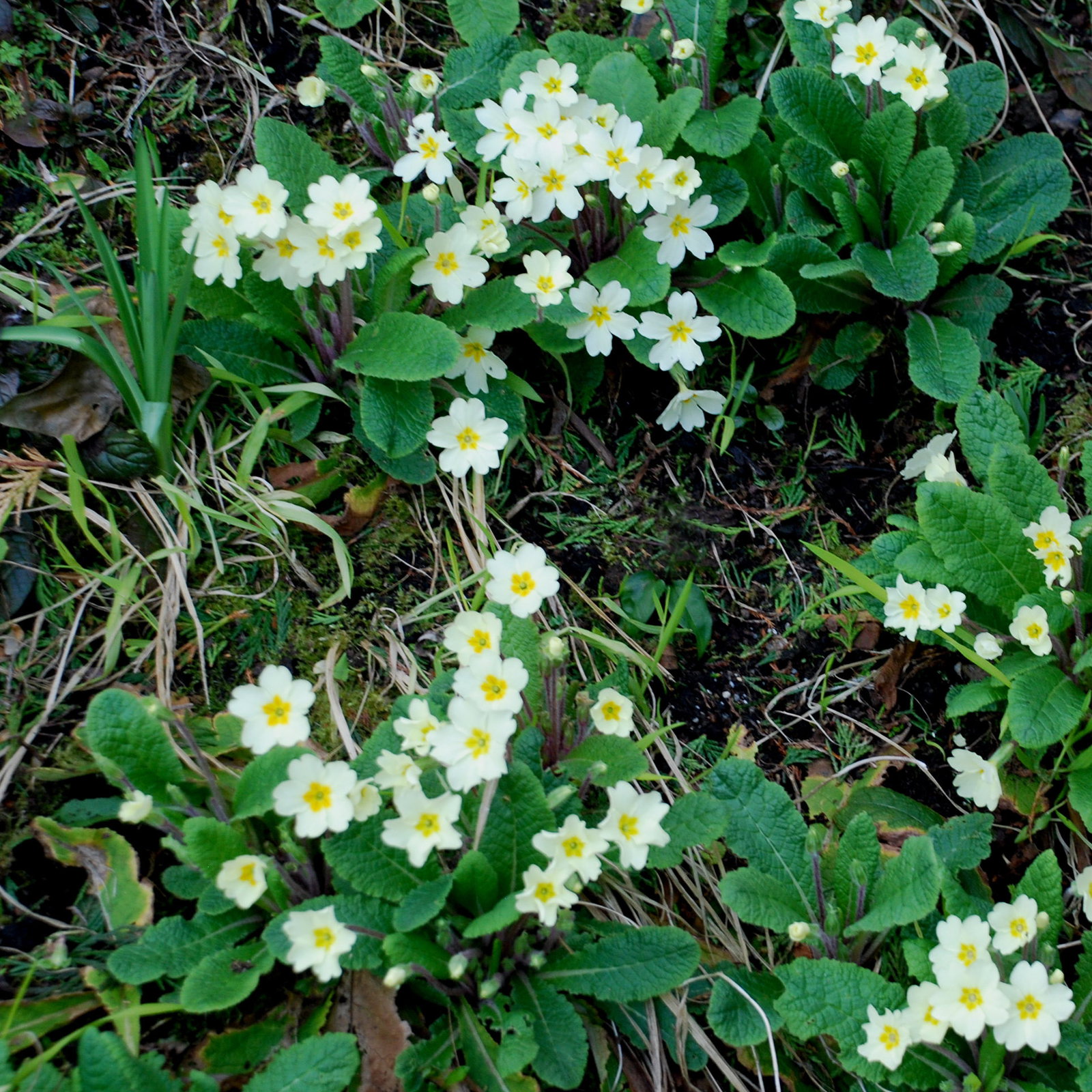 Primrose On Bank